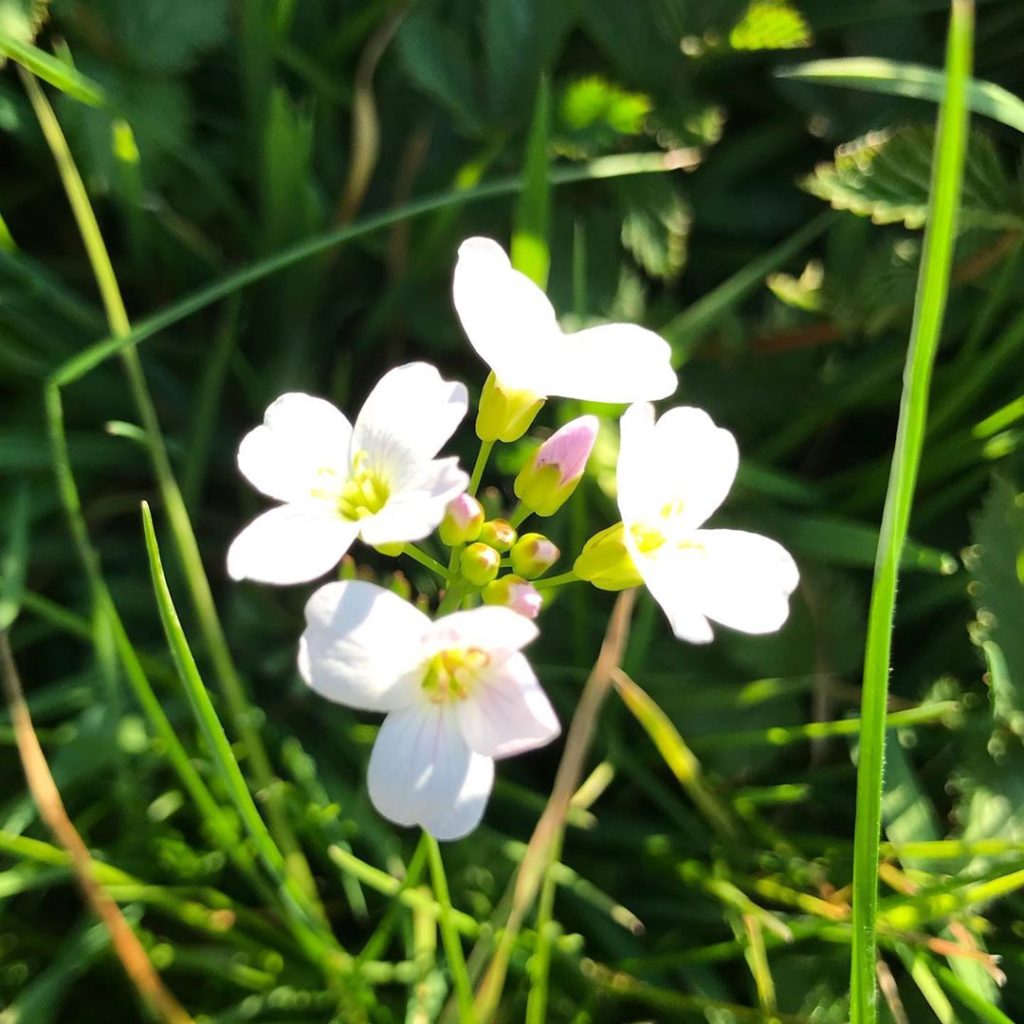 #cuckooflower #closeup #riverbank #wildflowers #april 
#cardaminepratensis #rive...