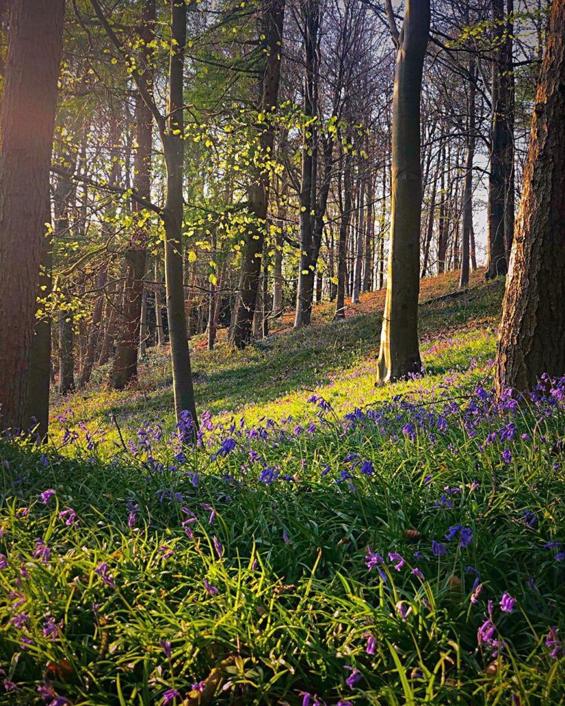 Walking in the woods...