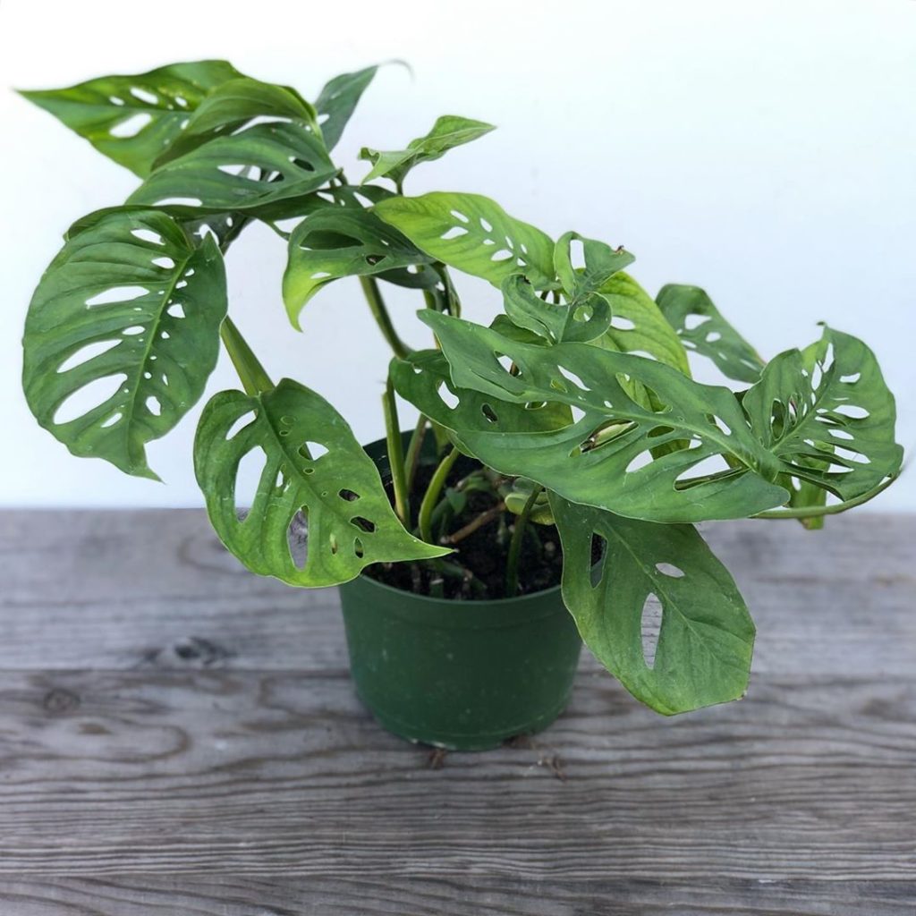 Philodendron “Swiss Cheese” now in stock...