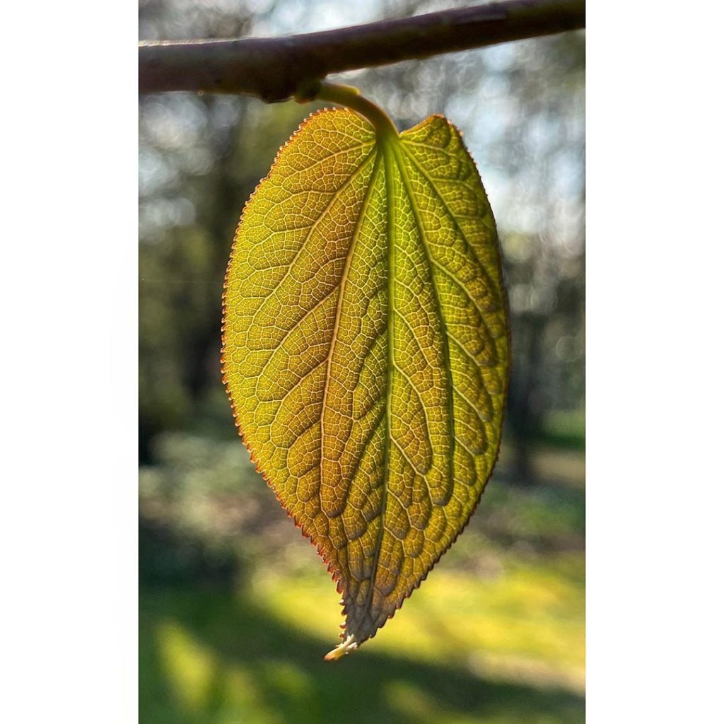 Stunning #translucent new #leaves of Tetracentron sinense - the #light revealin...