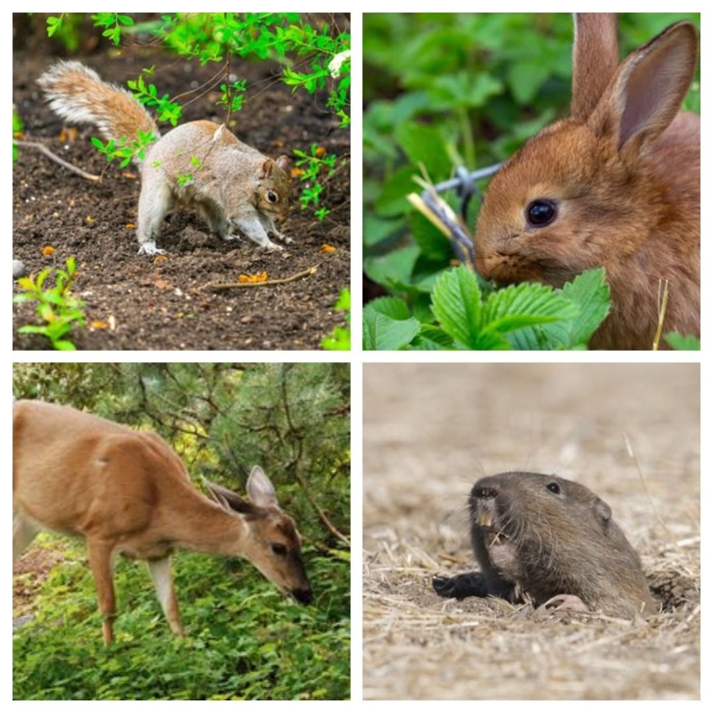 gardendesignmag: OK, who is your biggest Naughty Bojangles in the garden?
.
See all of our garden… OK, who is your biggest Naughty Bojangles in the garden?
.
See all of our garden...