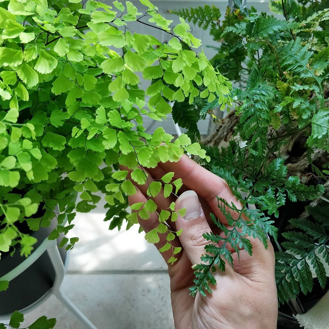 houseplantjournal Been getting lots of questions about