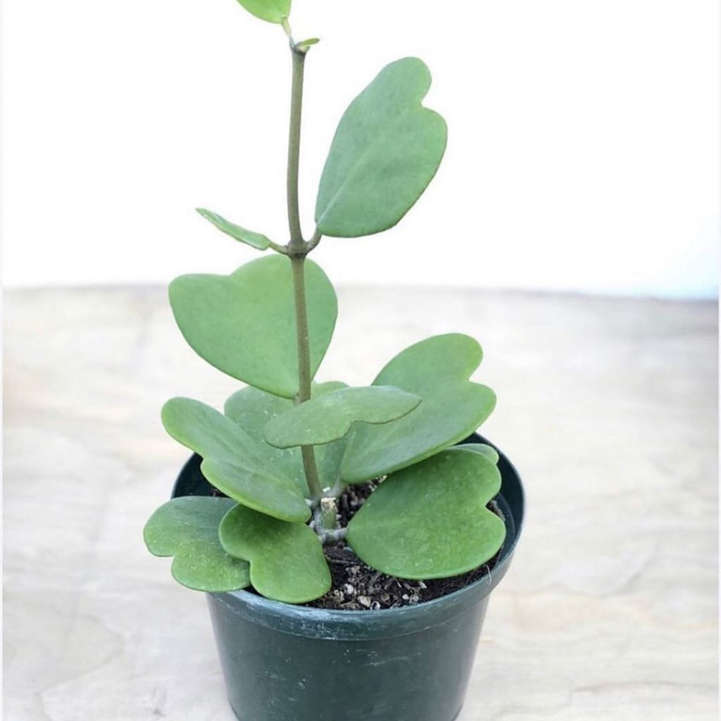 fairyblooms: PLEASE stay home! Social Distancing is Key We are currently adding NEW STOCKS D… PLEASE stay home! Social Distancing is Key We are currently adding NEW STOCKS D...