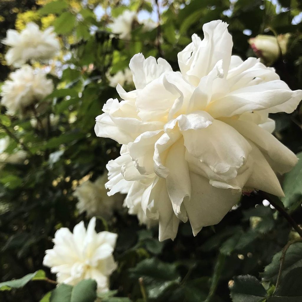 Coming up roses #madamealfredcarrière #roses #blooming #inmygarden .
.
.
.
.
.
....