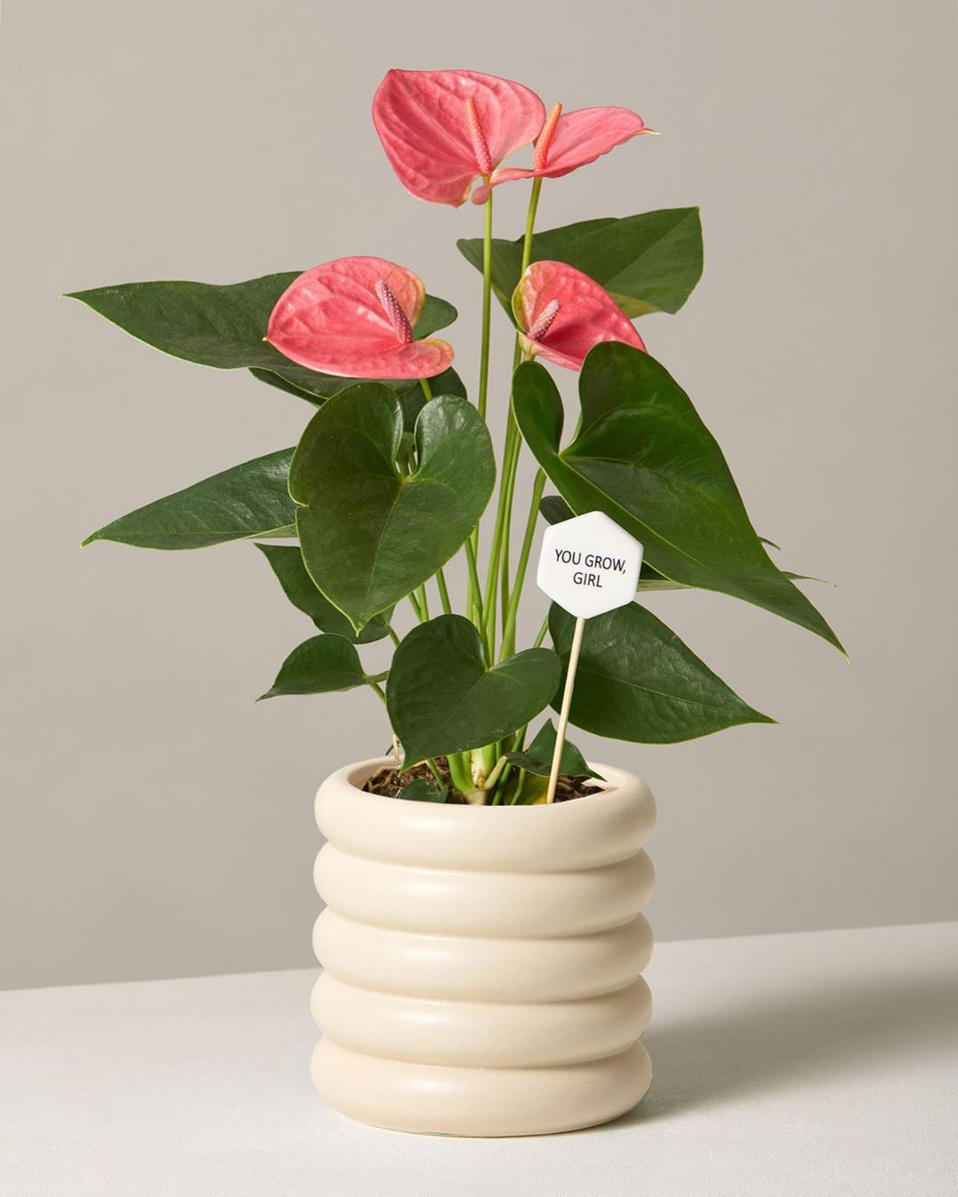 thesill Anthuriums are the world’s longest blooming houseplant, with