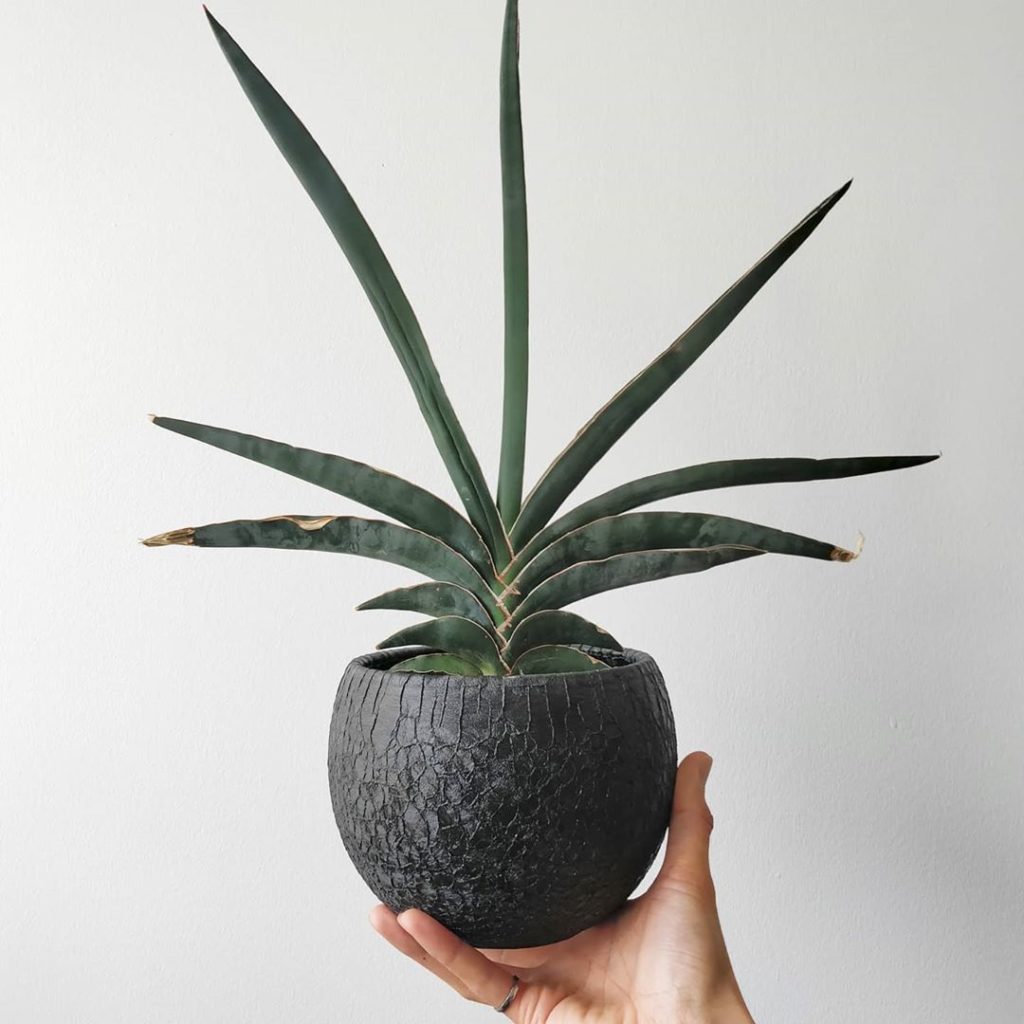 houseplantjournal: Sansevieria ‘Robusta Blue’ from November 2017 to April 2020: I observed 4 new le… Sansevieria 'Robusta Blue' from November 2017 to April 2020: I observed 4 new le...