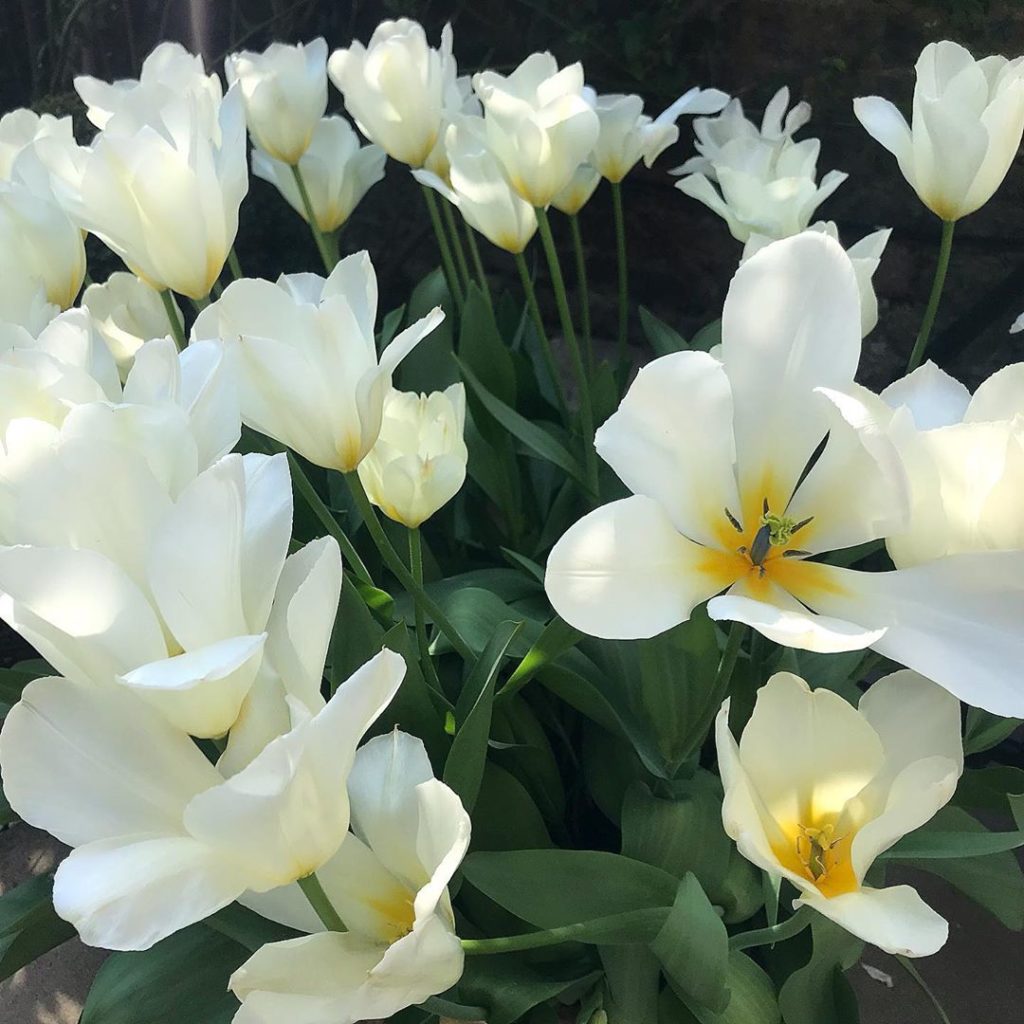 sheilajacklandscapes: Last days of the ‘Purissima’… Happy Easter everyone! So much to be grateful … Last days of the ‘Purissima’... Happy Easter everyone! So much to be grateful ...