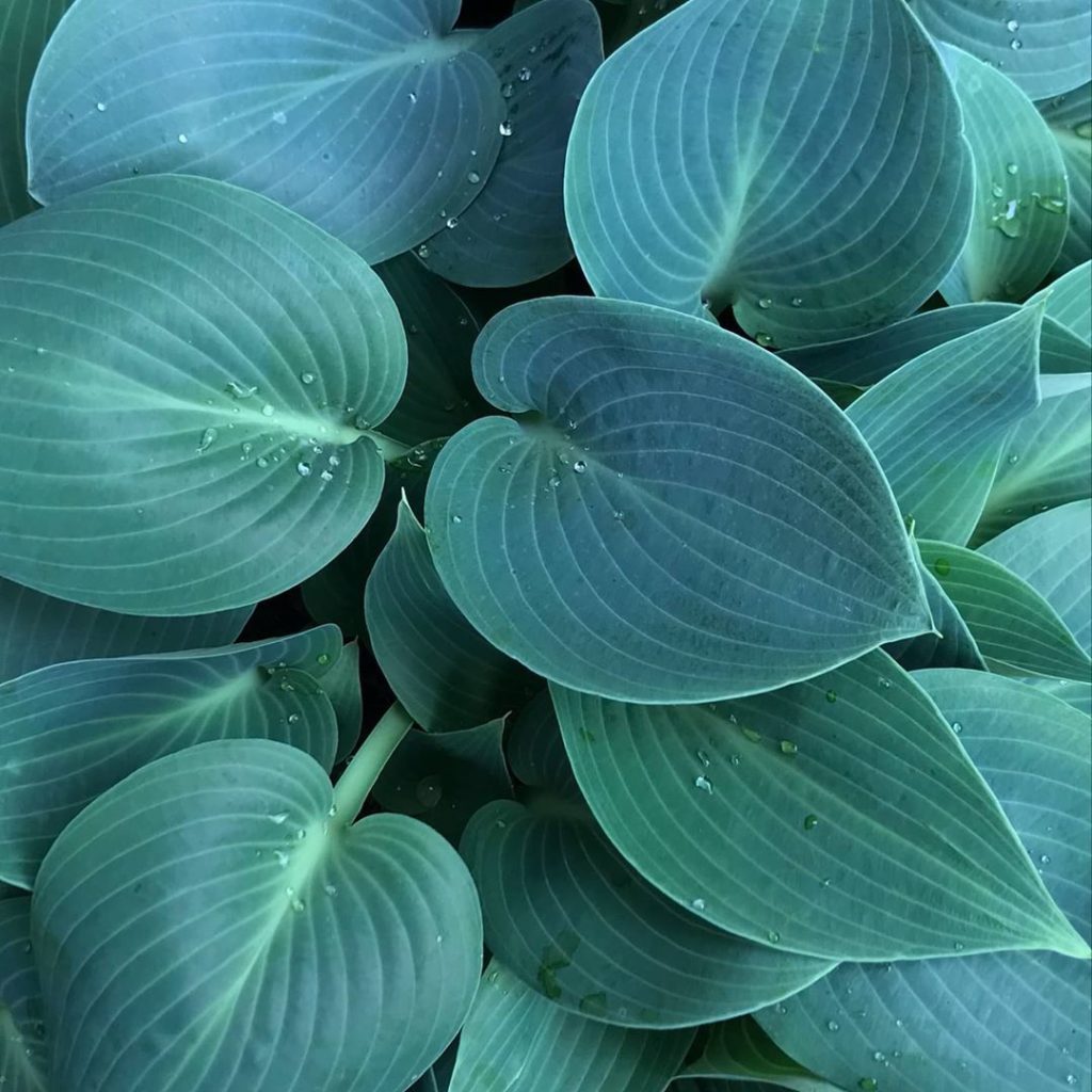 sheilajacklandscapes: Unblemished for now… my annual losing battle with the snails #losingbattle #h… Unblemished for now... my annual losing battle with the snails #losingbattle #h...