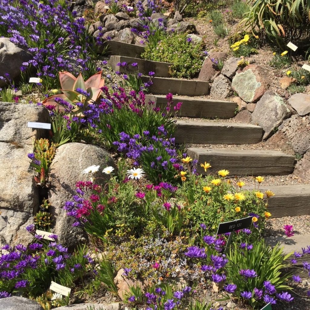 gardendesignmag: Spring blooms happening now at @ucbgarden’s Southern Africa Hill. We’re happy to… Spring blooms happening now at @ucbgarden's Southern Africa Hill. We're happy to...