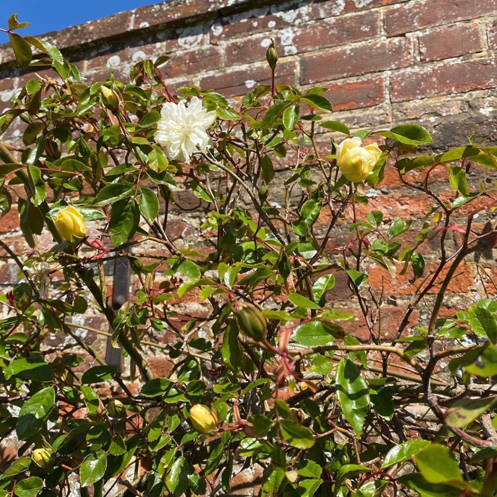 Climbing rose in the new garden methinks Alberic Barbier any idea? #rambler #wal...