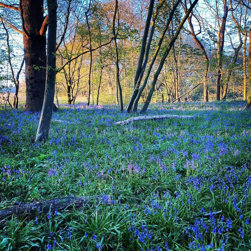 Wood in the new hood #blue #bluebells #gettinggoing #suffolk #norfolk...