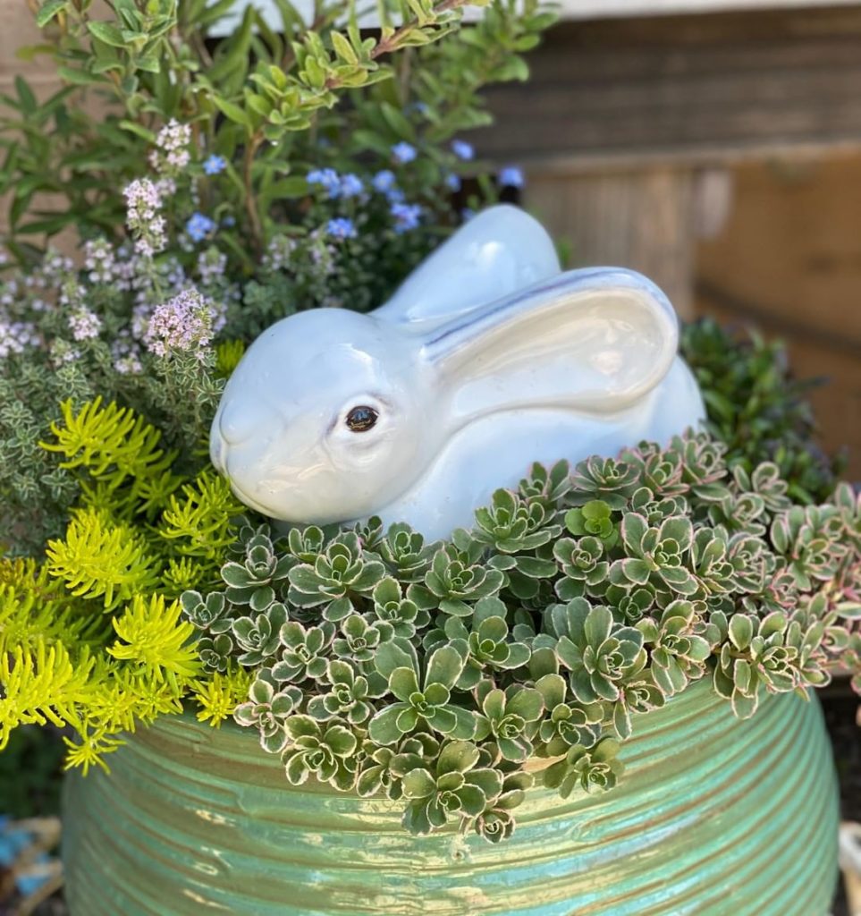 How cute is this?! 
What would you name the bunny?
.
@tpshomeandgarden sent this...