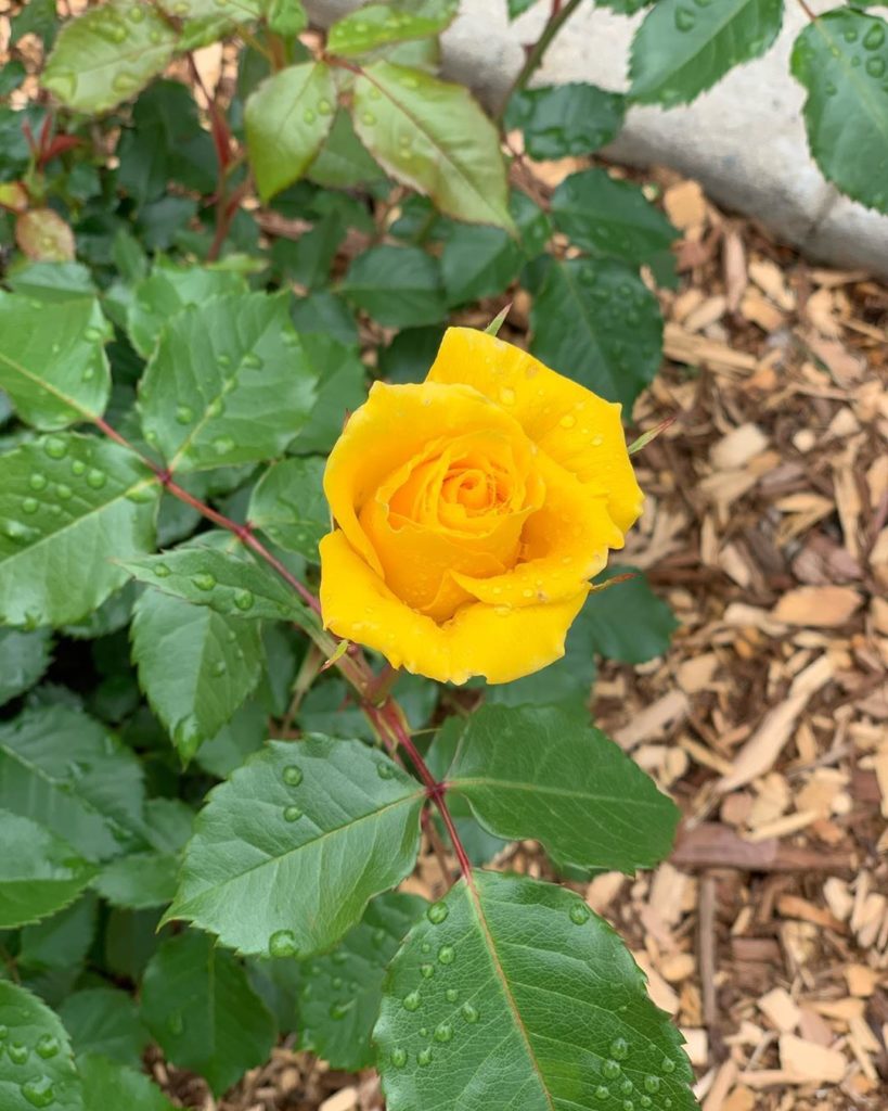 gardendesignmag: Just some rose beauty for you from my walk today 
.
Do you have roses blooming i… Just some rose beauty for you from my walk today 
.
Do you have roses blooming i...