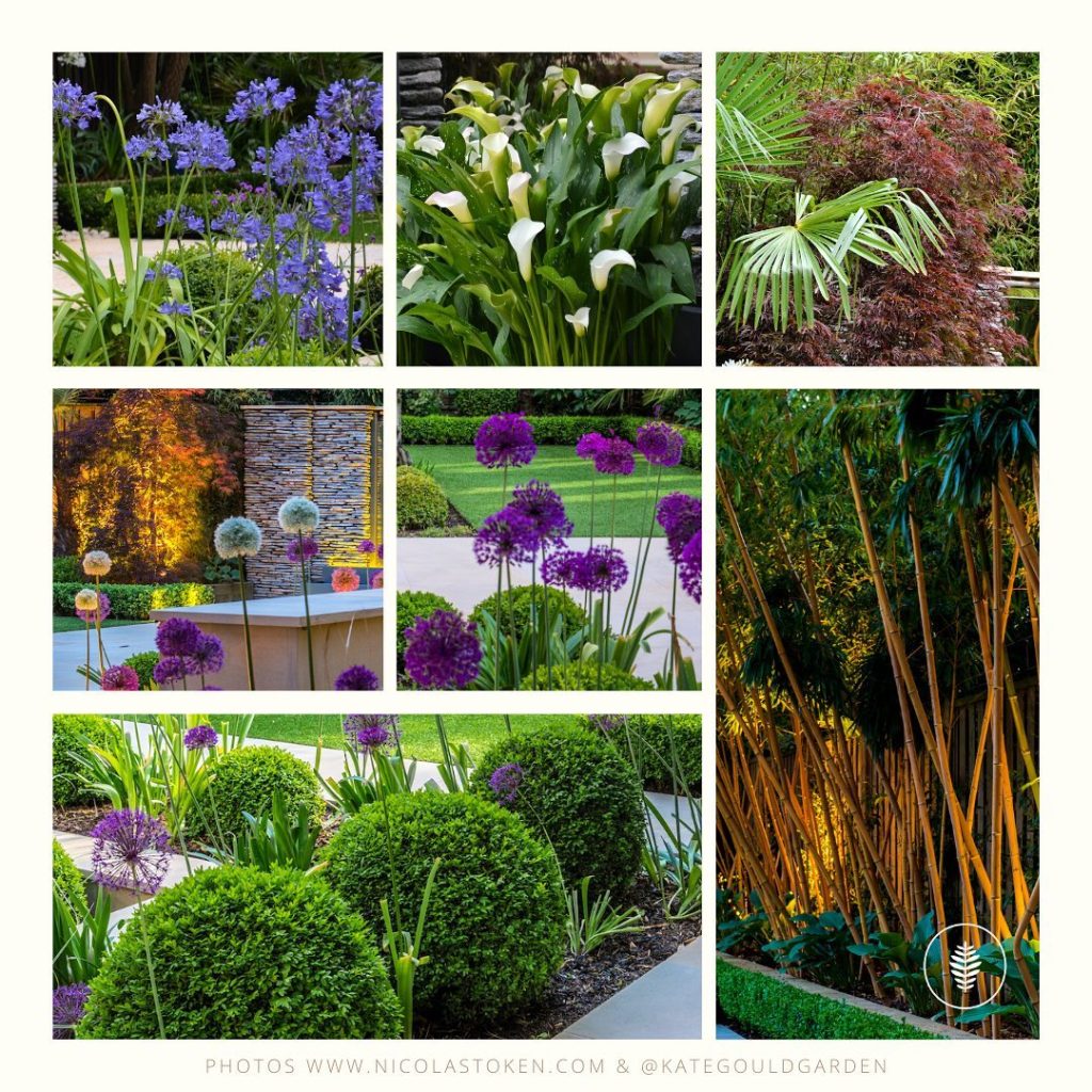 kategouldgardens: Well before the scourge of the dreaded Box . Now we might use Taxus, Ilex, Eleag… Well before the scourge of the dreaded Box . Now we might use Taxus, Ilex, Eleag...