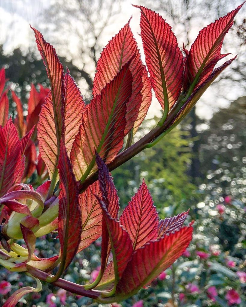 Continuing to look at #epic #new #leaves : Sorbus megalocarpa var megalocarpa : ...