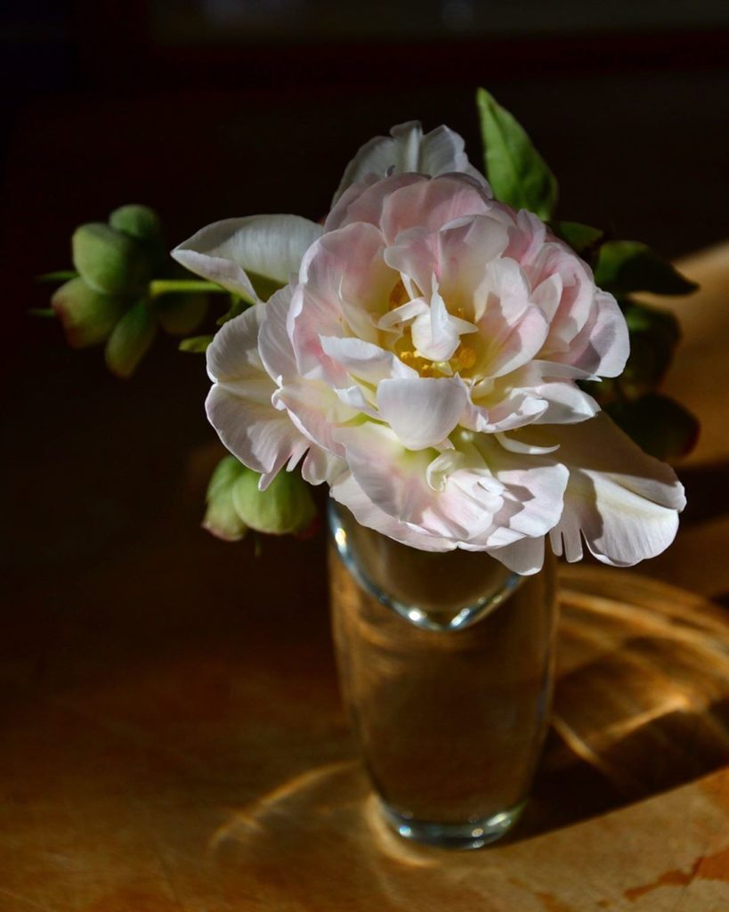 Tulips ‘Angelique’ and T. ‘Super Parrot’. I only planted them in late January wh...