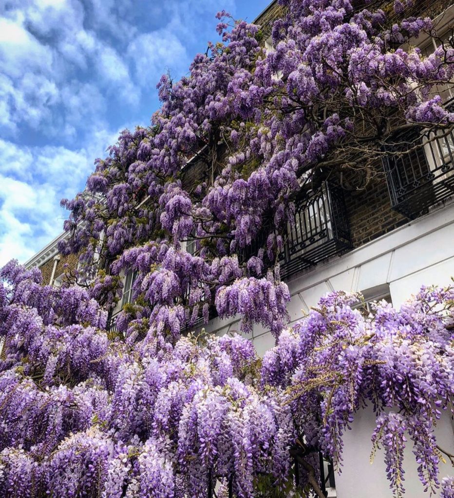 Wisteria hysteria part 3...