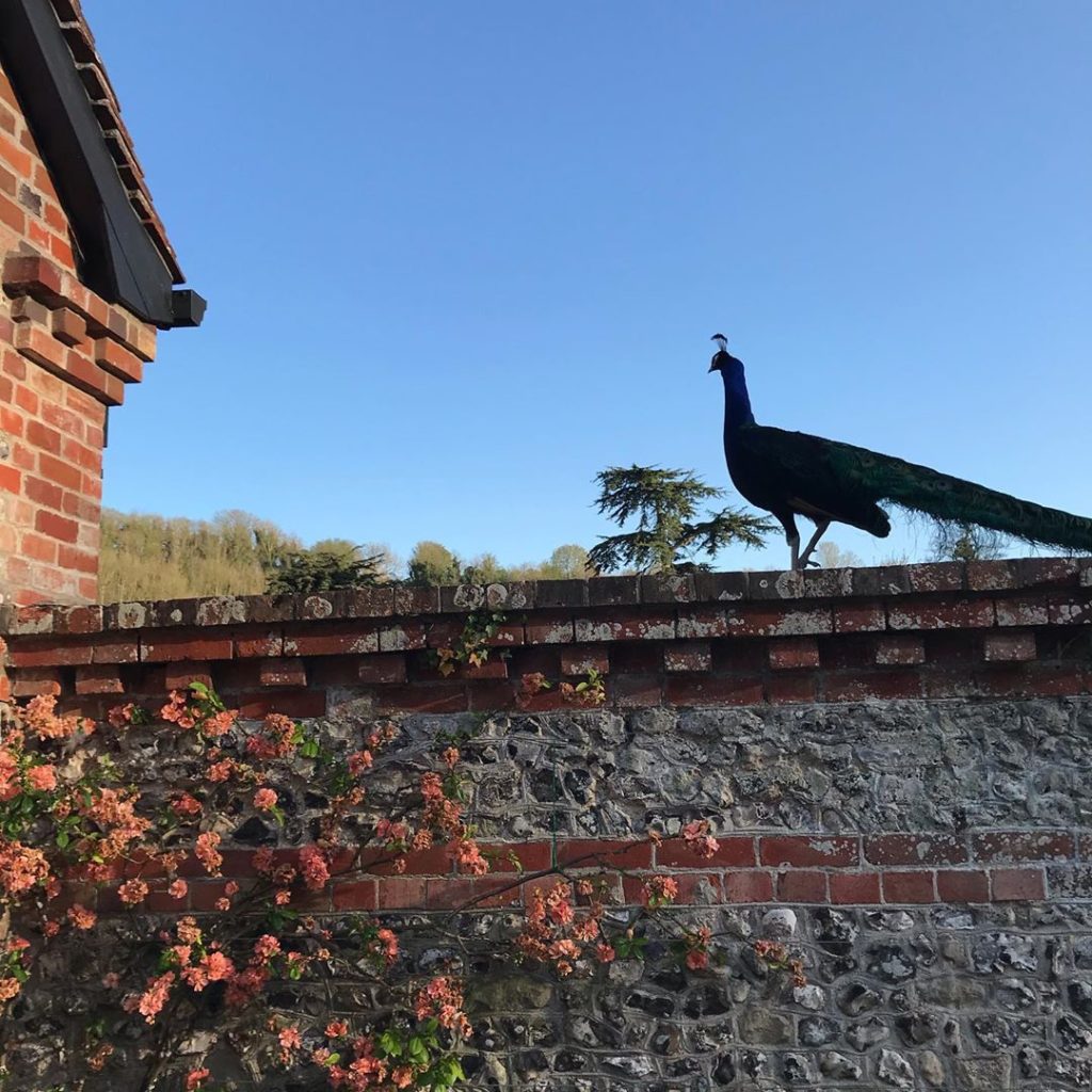 The peacock family love it in our little #walledgarden - I think they feel comfo...