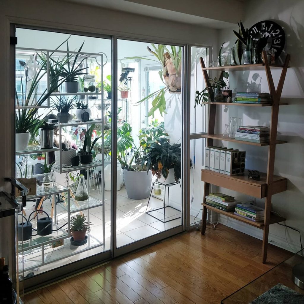 houseplantjournal: Join my IG Live Q&A session today at 11am EST. I’ve received hundreds of questio… Join my IG Live Q&A session today at 11am EST. I've received hundreds of questio...