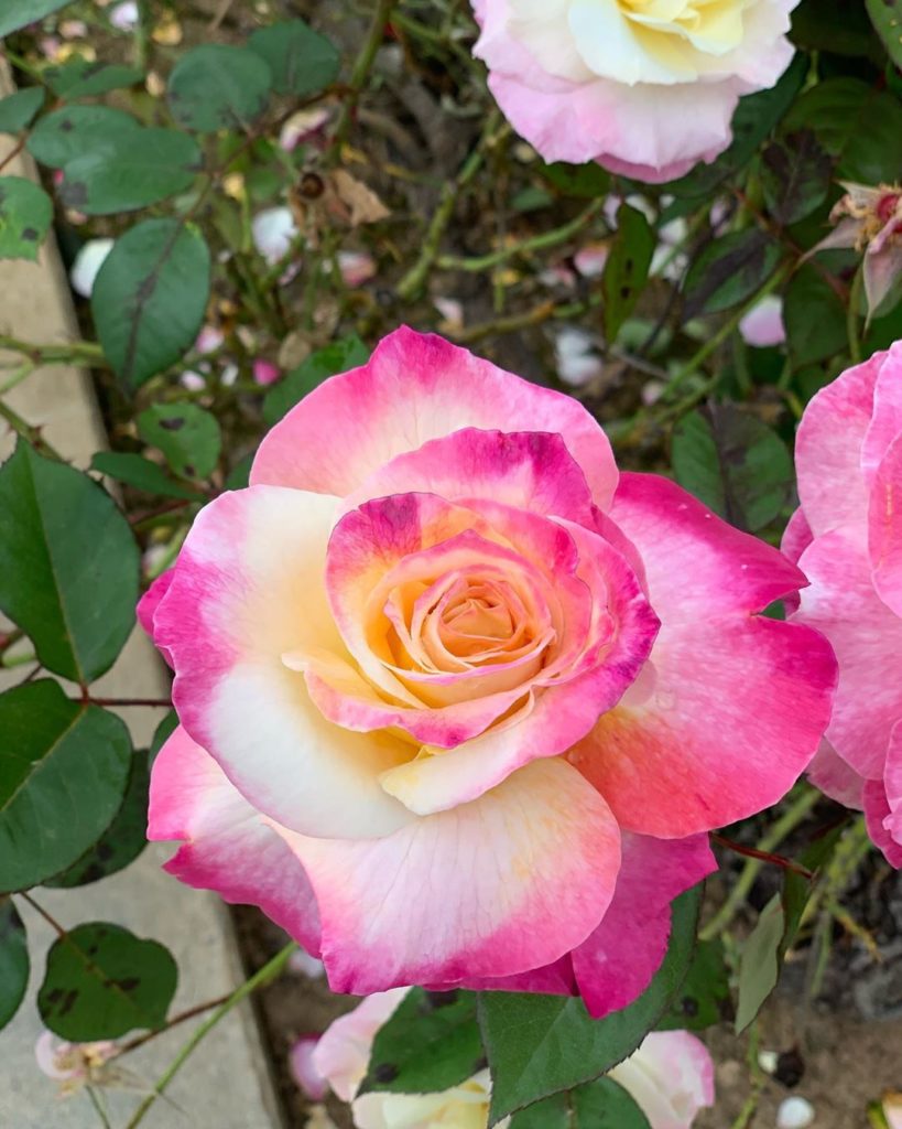 gardendesignmag: Here’s a happy recipe:
Pretty roses
Cheerful birds
Gentle breeze
.
.
#roses #blo… Here’s a happy recipe:
Pretty roses
Cheerful birds
Gentle breeze
.
.
#roses #blo...