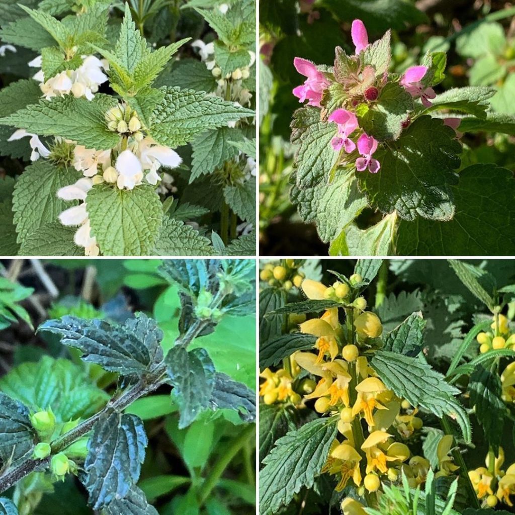 kategouldgardens: A bit niche… various Lamium from the hedgerows today. Deadnettle / Archangel /… A bit niche... various Lamium from the hedgerows today. Deadnettle / Archangel /...