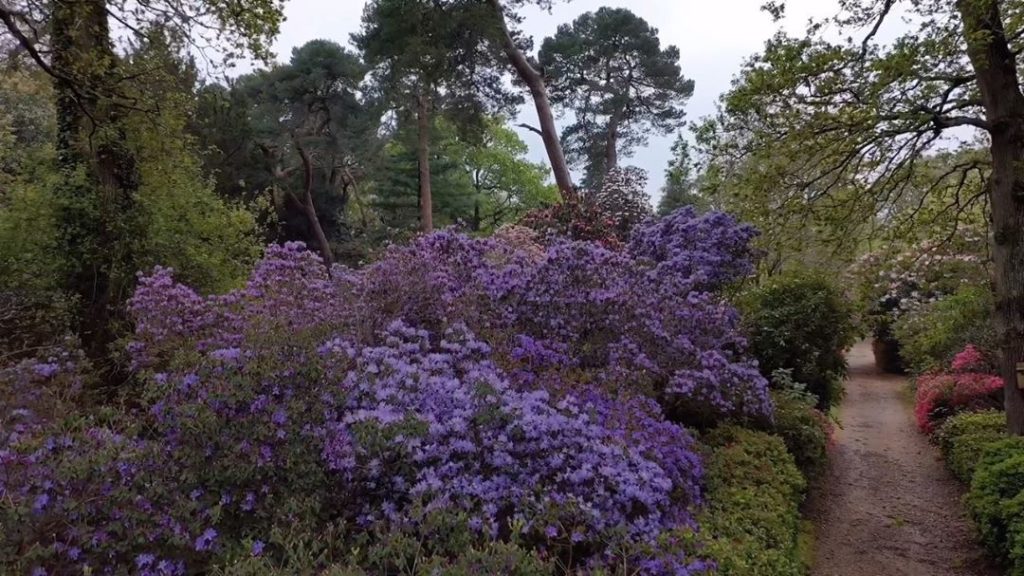 Don’t be #blue : let these #Rhododendron augustinii, #bluebells & #Willow lift ...