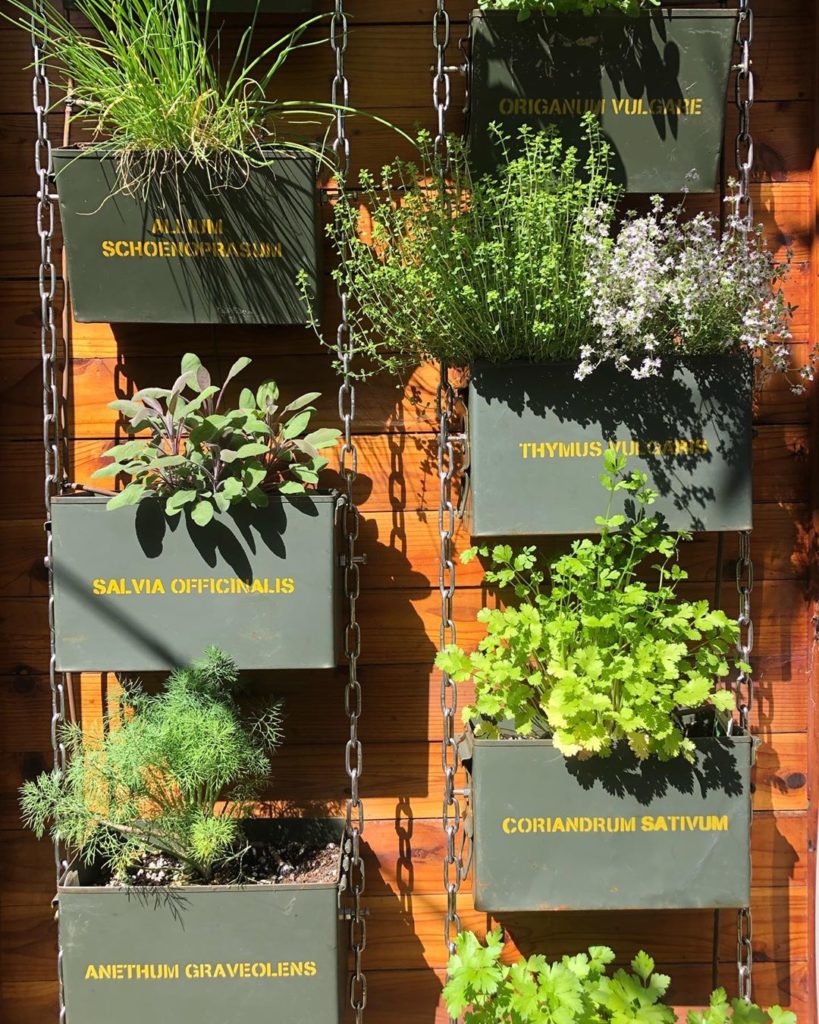 20 days later! (See earlier post) These herbs are explosive in this #ammocangard...