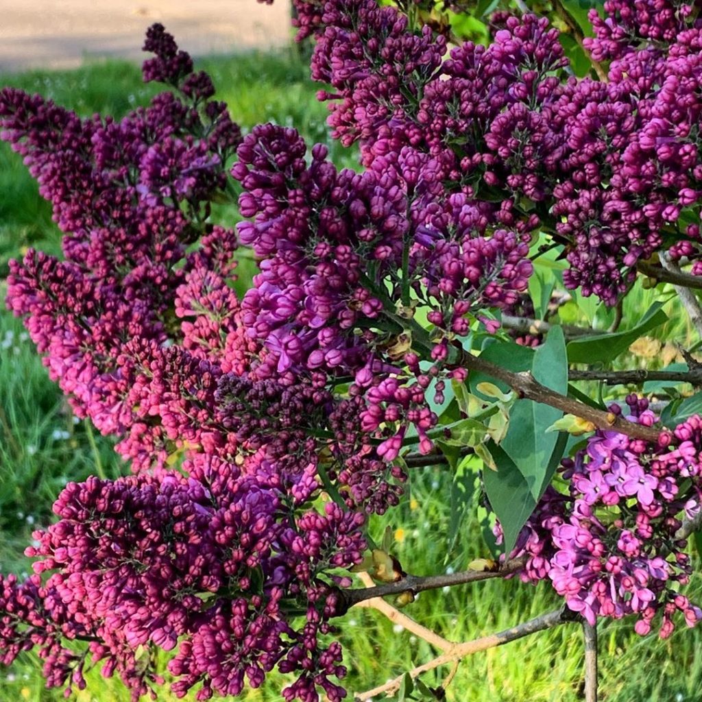 There’s a Lilac in the border that runs along Royal Hospital Road. Its not this ...