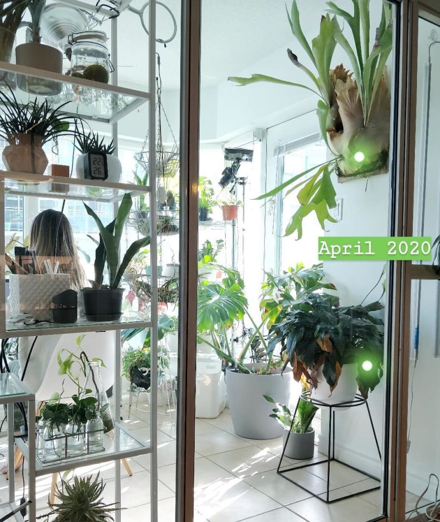 #tbt my profile pic from Sept 2015 features both this staghorn and peace lily wh...