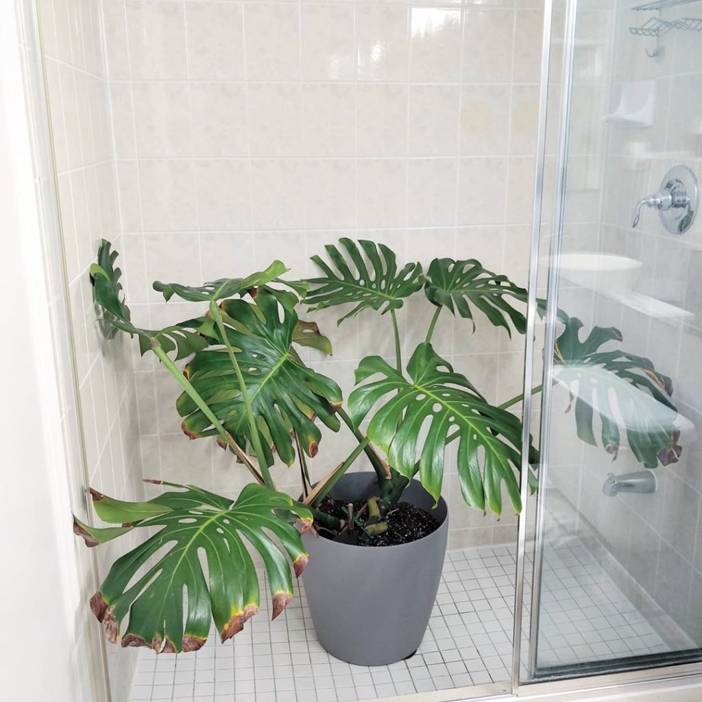 houseplantjournal: Here’s a useful mental shift: instead of using “caused by” (which tends to immed… Here's a useful mental shift: instead of using "caused by" (which tends to immed...