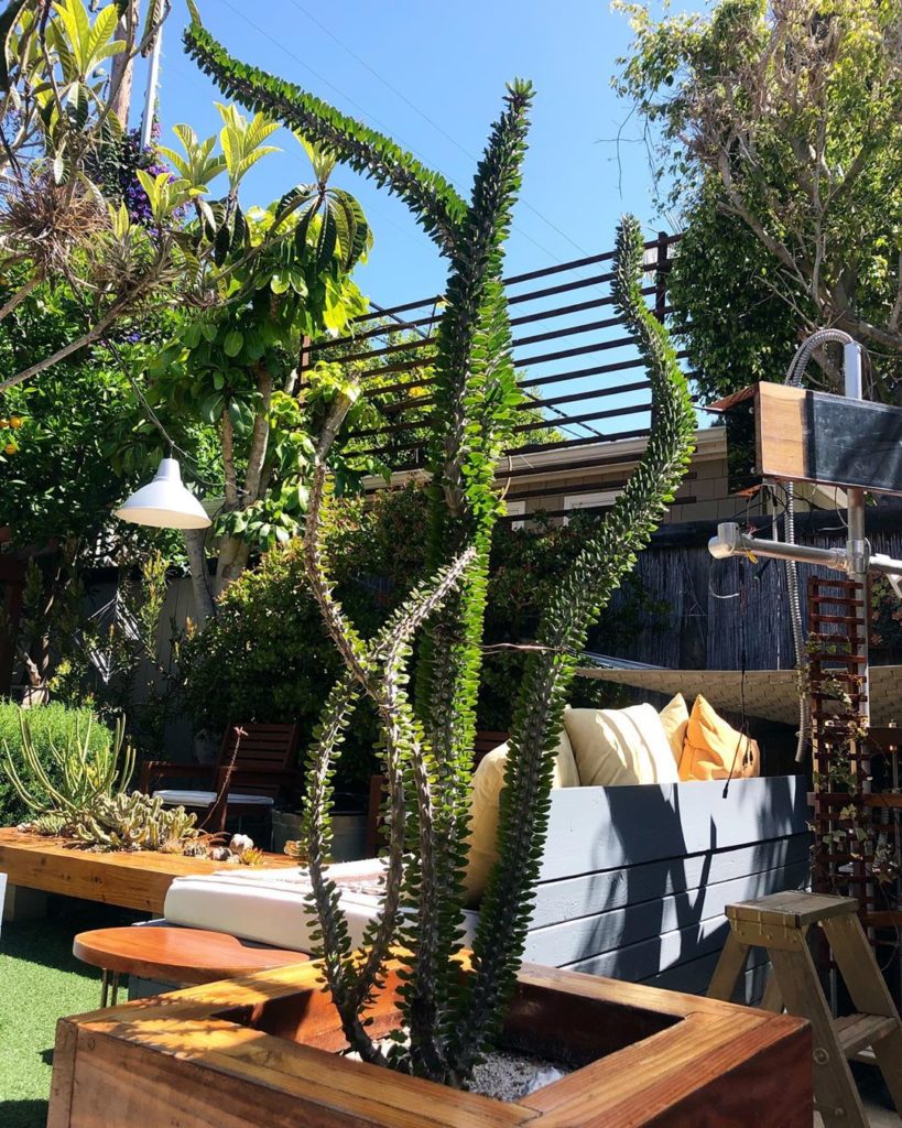 Madagascan ocotillo (Alluaudia procera), a garden favorite, finally getting its ...