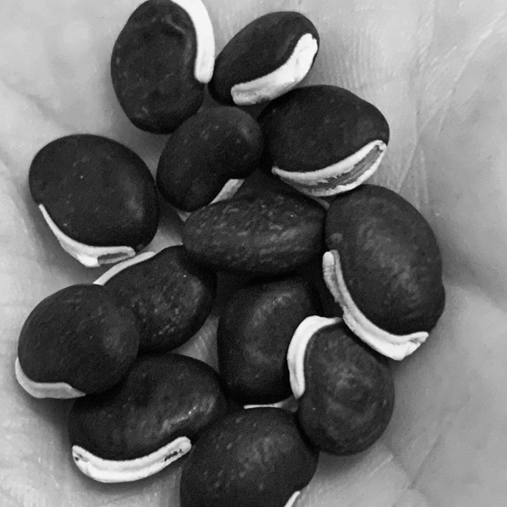 The rather fetching seeds of the wonderfully named Dolichos lablab. Photo in bla...