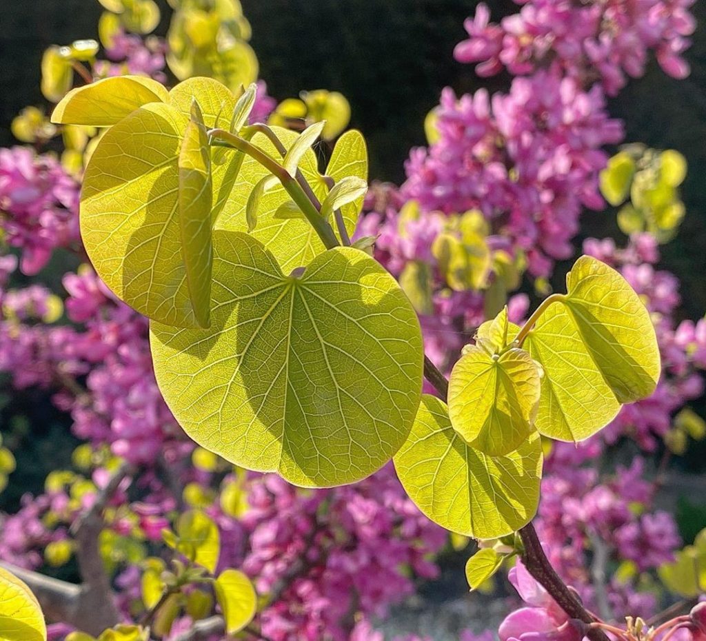 Cercis siliquastrum ‘Bodnant’ : it’s a pretty ‘stop-you-in-your-tracks’ #colour ...
