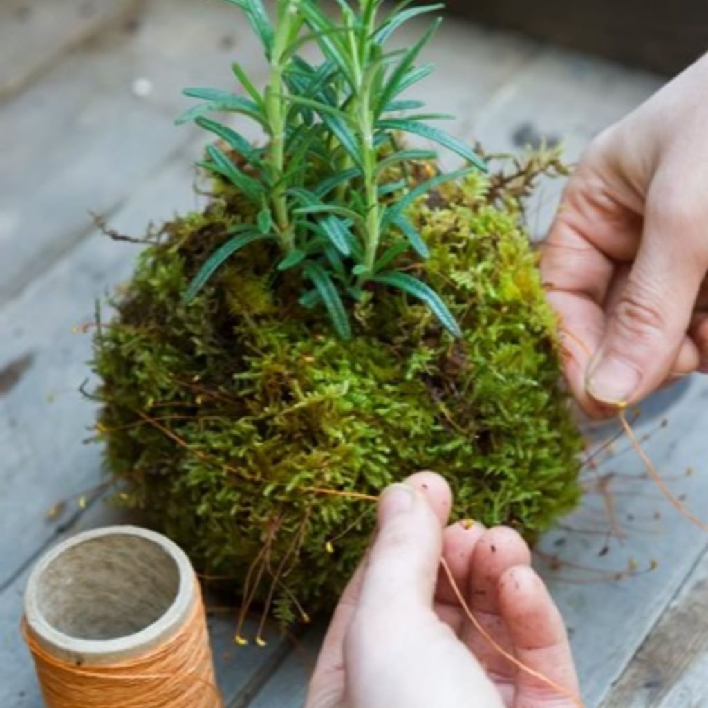 What DIY's have you done lately?
.
Learn the kokedama container-less planting te...