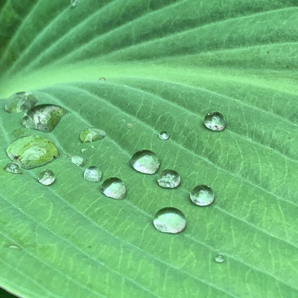 Just a few drops of rain hanging about with a Hosta... .
.
.
.
#hosta #gardendes...
