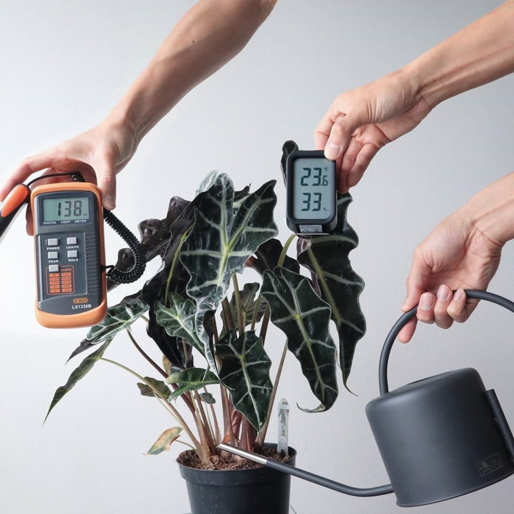 When I say "I'm going to figure out the Alocasia", I don't mean I will learn the...