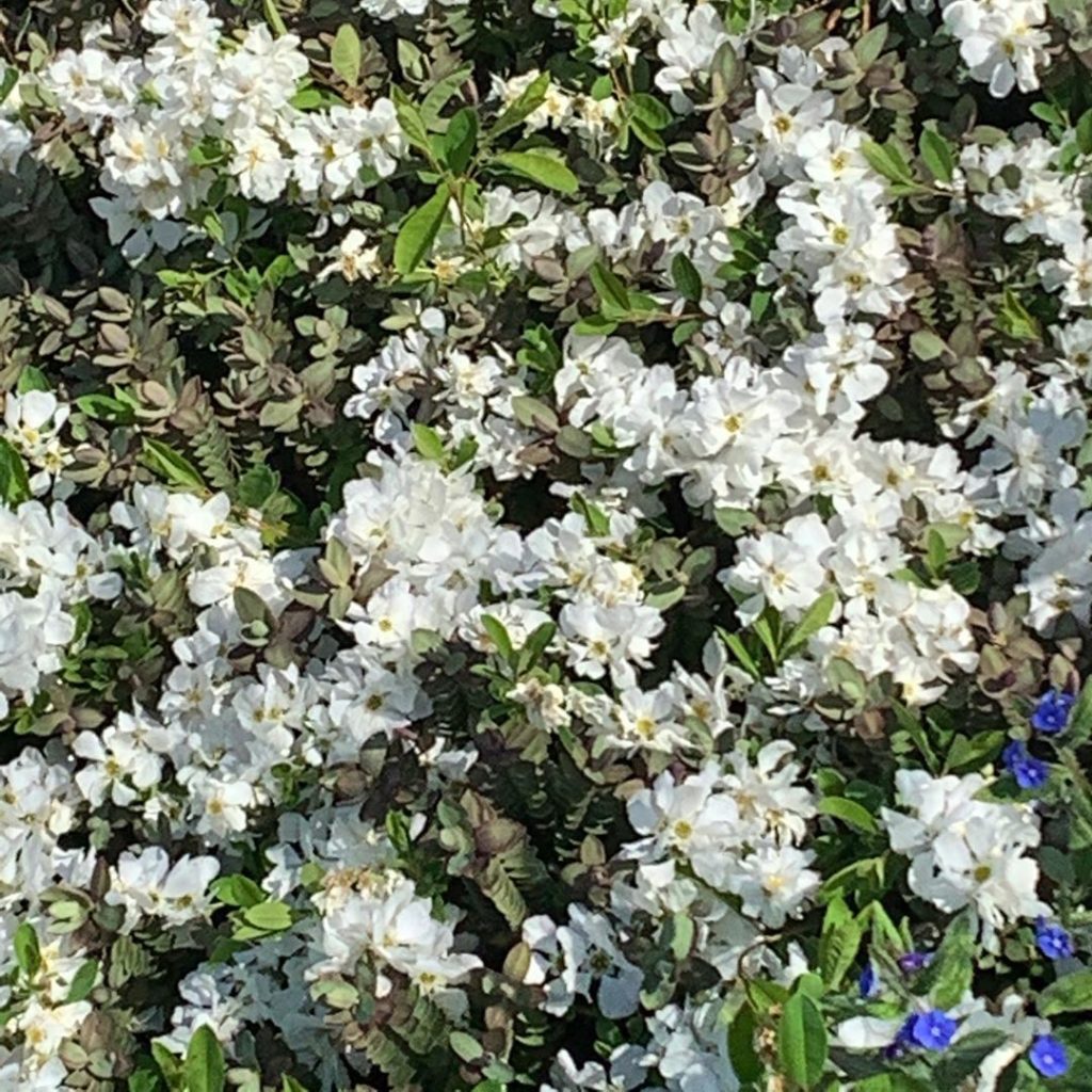 Billowing clouds of Exochorda x macrantha. Its a lovely thing!  Try it in full s...