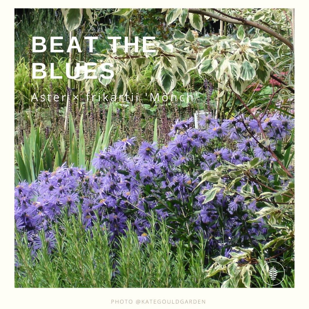 Such a good ‘do-er’. Seriously good colour for the end of the summer & a plant t...