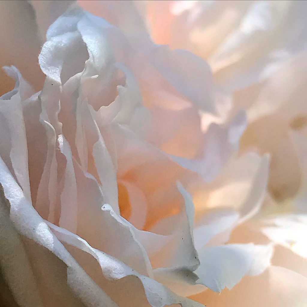 Next up... Rose Gruss an Aachen‘s balletic, tutu-like petals unfurl palest pink ...