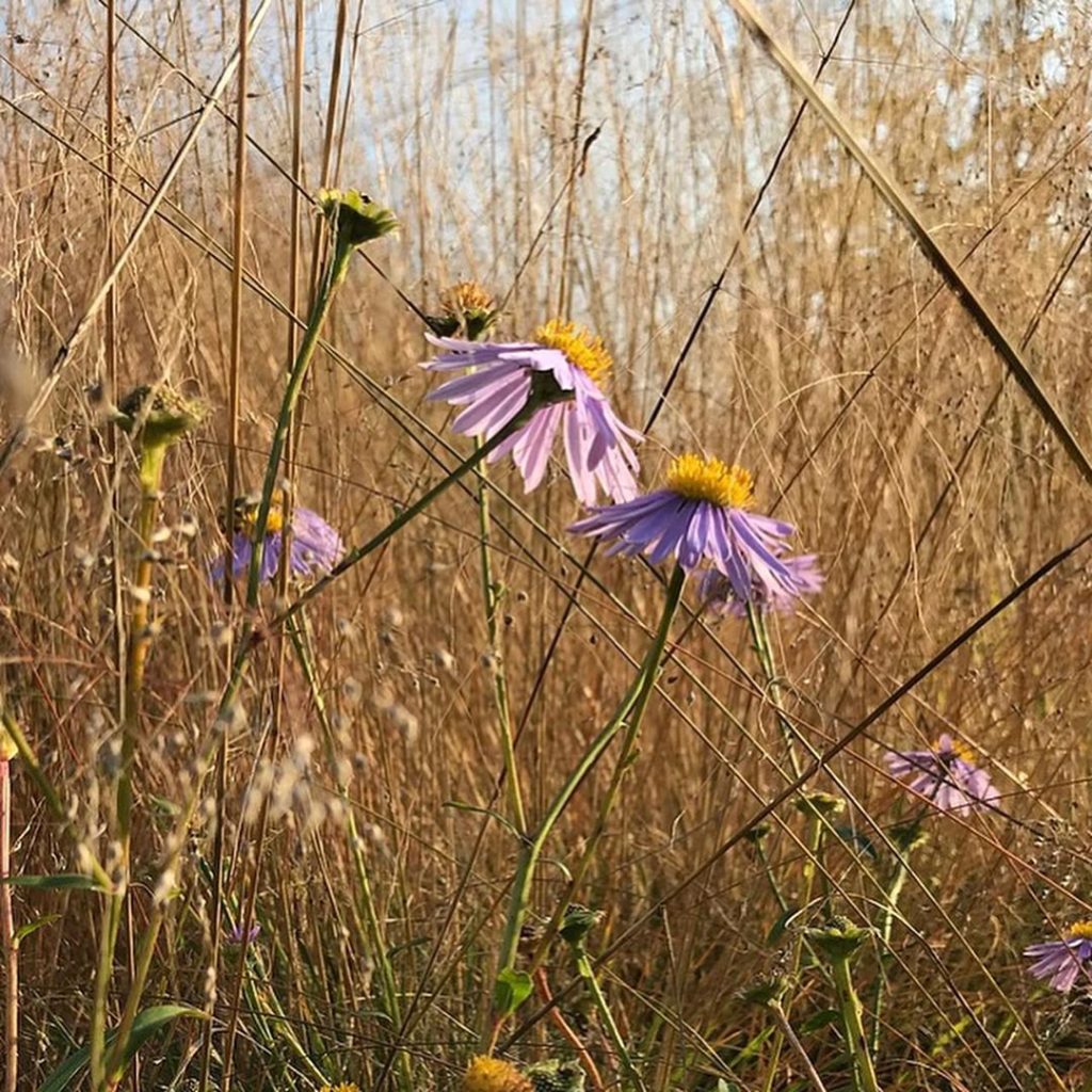 ‘I put plants on stage and let them perform’ Piet Oudolf  Thank you @hauserwirth...