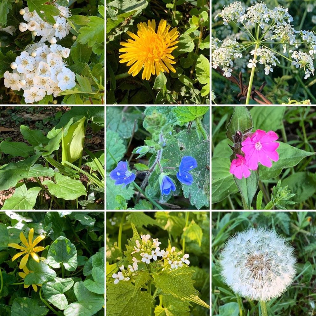 A weed is just a plant in the wrong place... or vice versa. An array of spring f...