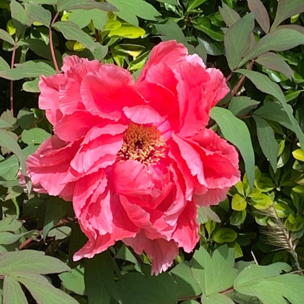 Almost a foot across @primrosehalluk name that plant please, ‘cos it’s definitel...