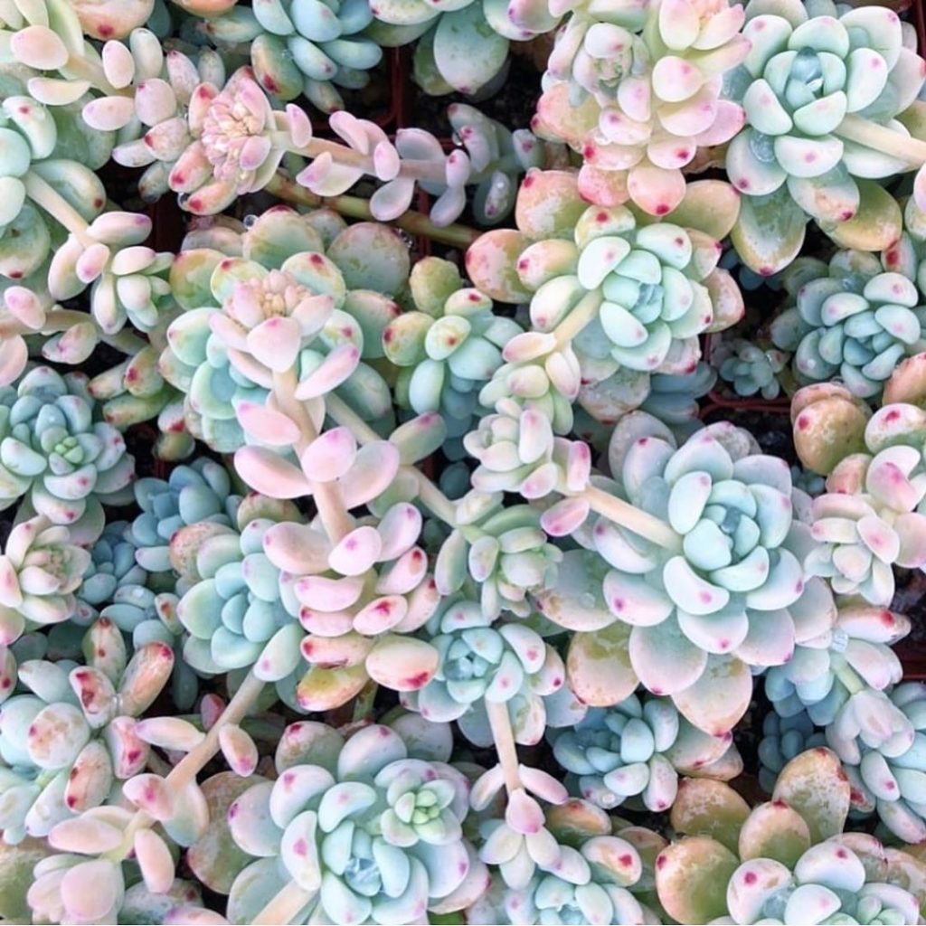 fairyblooms: Good Morning! Love these Sedum Clavatum! Wanted to say to you guys Happy Sunday… Good Morning! Love these Sedum Clavatum! Wanted to say to you guys Happy Sunday...