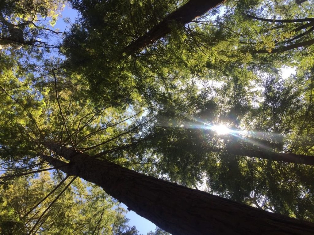 Happy Arbor Day! 
.
Help the Arbor Day Foundation celebrate by planting a tree i...