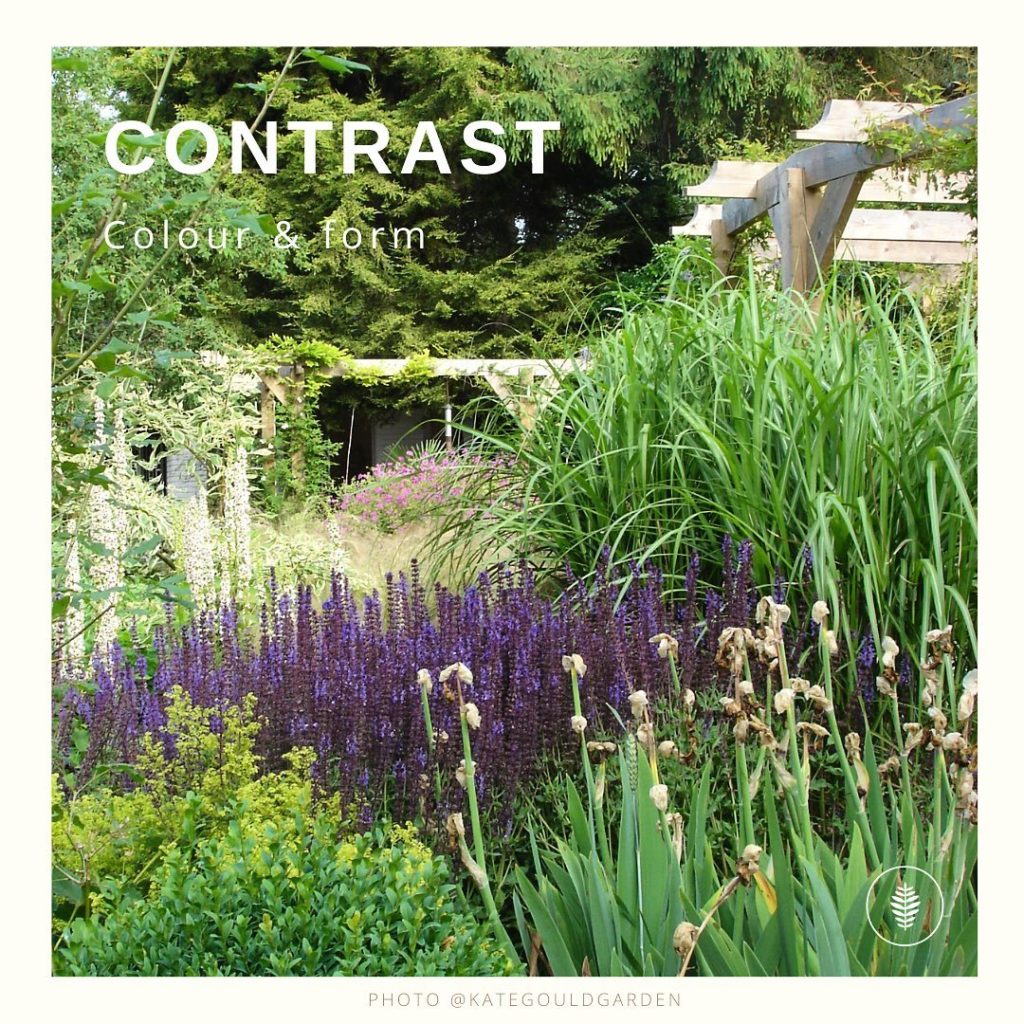 I know the Iris should have been deadheaded but I quite like their papery crispn...