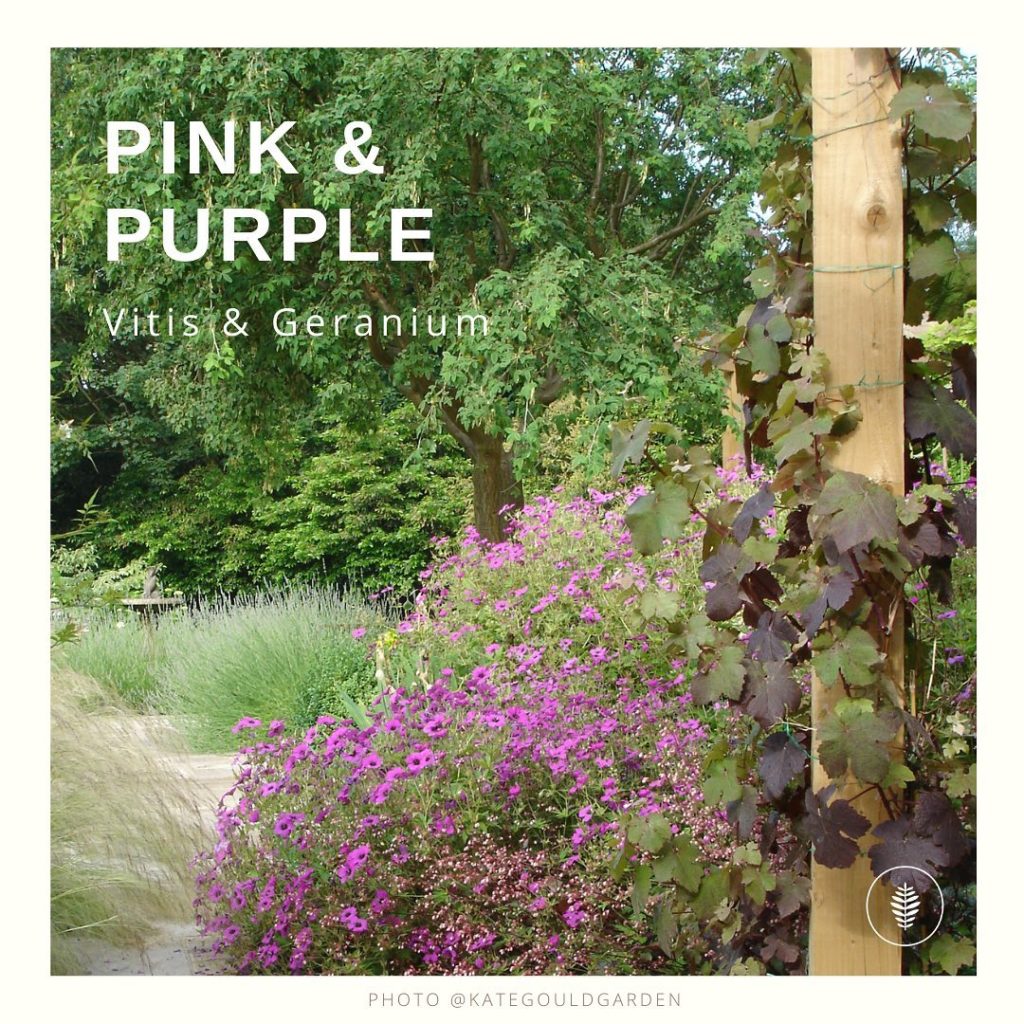 kategouldgardens: I’m a a complete sucker for pinks and purples. Actually I like all colours (yell… I’m a a complete sucker for pinks and purples. Actually I like all colours (yell...