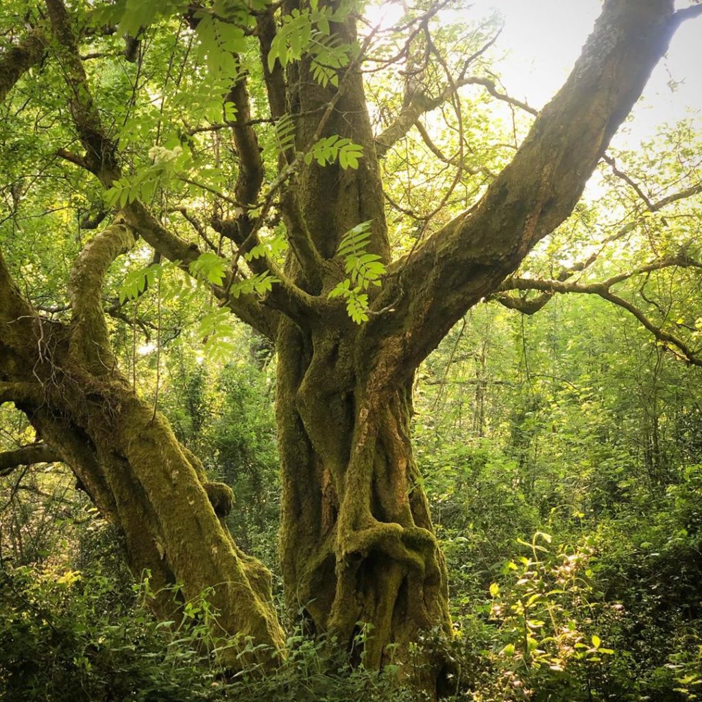 How calming is it to look at such a beautiful moss covered tree?...