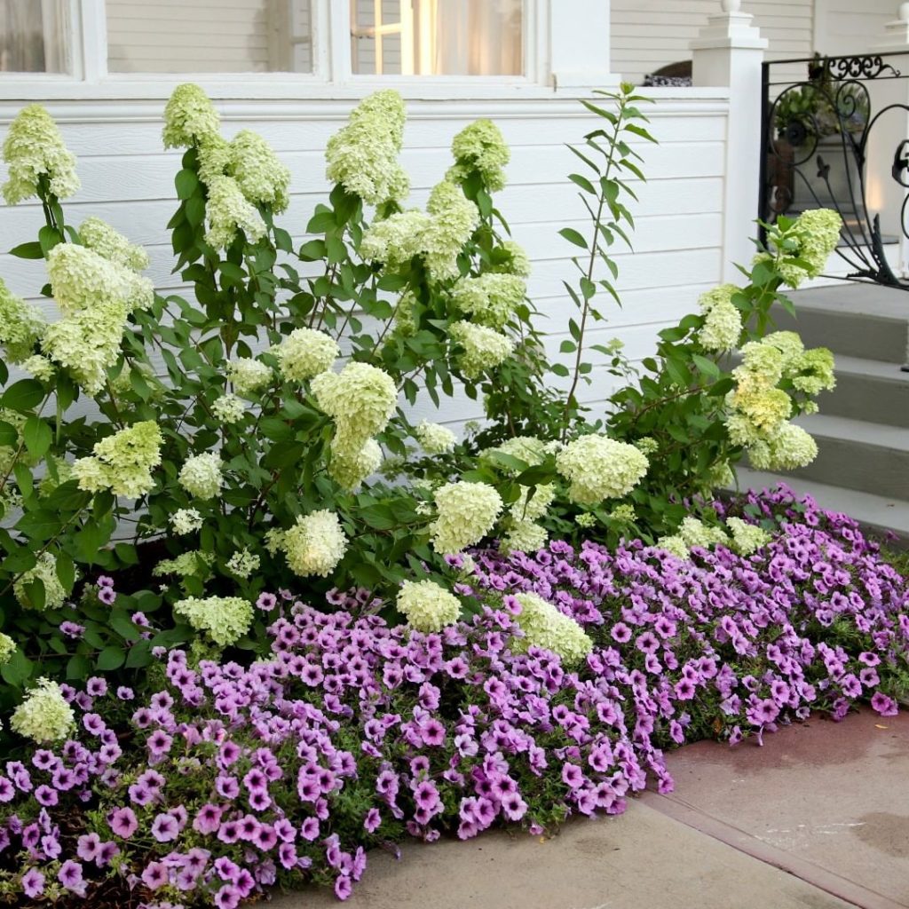 What caught your eye first, the hydrangeas or the petunias?
.
@gardenanswer has ...