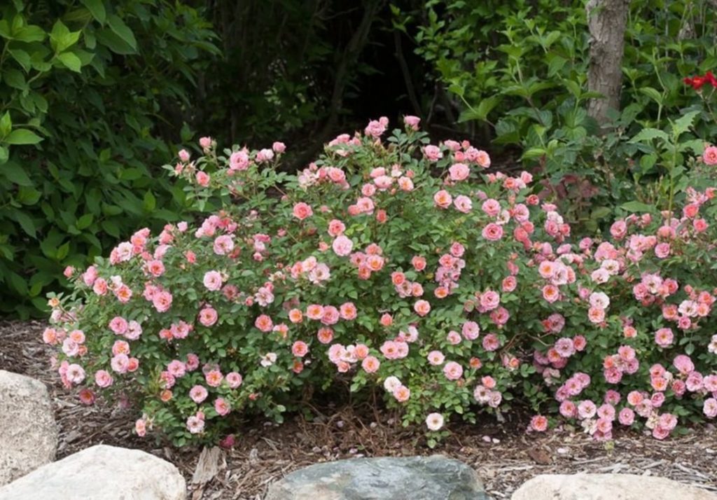 gardendesignmag: Do you have roses in your garden?
.
Pictured: Oso Easy Petit Pink blooms now thr… Do you have roses in your garden?
.
Pictured: Oso Easy Petit Pink blooms now thr...