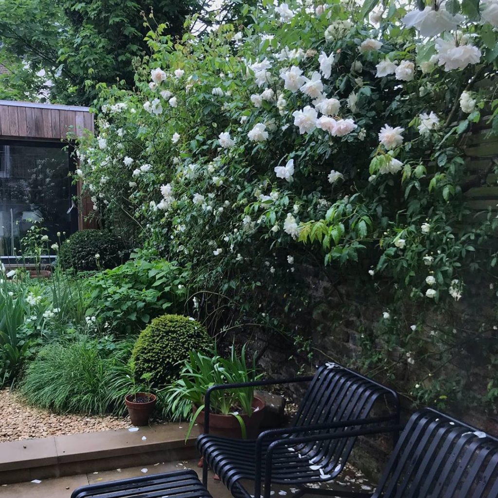sheilajacklandscapes: Raindrops on roses… #wet but very #green #aftertherain #inmygarden .
. .
.
.
…. Raindrops on roses... #wet but very #green #aftertherain #inmygarden .
. .
.
.
....